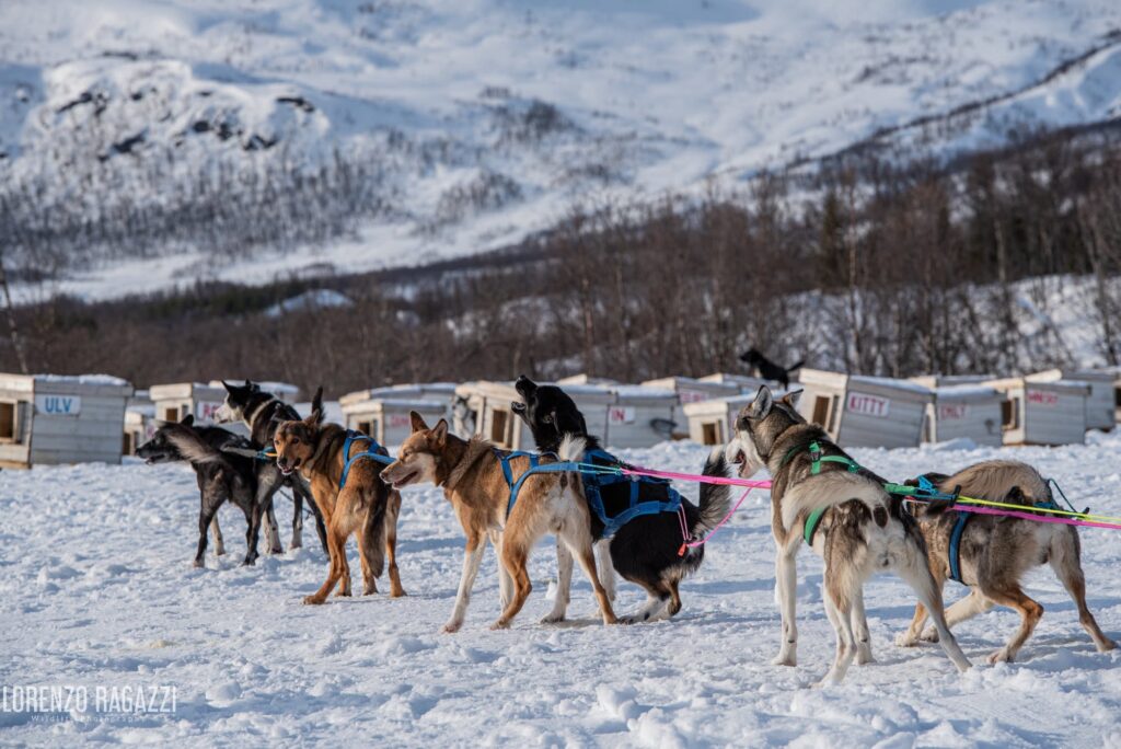 Experience the excitement of husky sledding in Tromsø with Arctic Wild Tours. Meet friendly Alaskan huskies and enjoy an unforgettable dog sledding adventure through the snowy Arctic landscapes of Northern Norway.